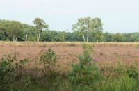 Heide landschap