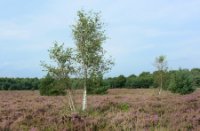 Landschap