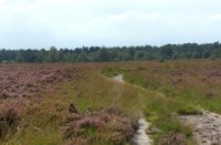 Heide