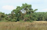 Mooie boom