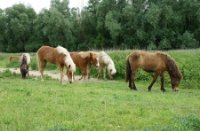 IMG_005, Revierreservaat Groesplaat