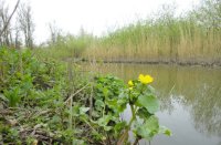 Dotterbloem, Hollandse Biesbosch, Jurgen Korporaal