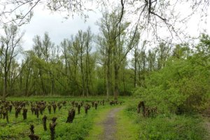 De lente komt op gang