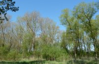 Lentegroen in allerlei tinten, Hooibroeken, Jurgen Korporaal
