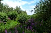 Bloeiende kattenstaarten sieren de griend, Carnisse Grienden, Jurgen Korporaal