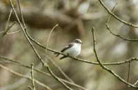 Fidecula hypoleuca