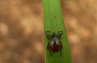 Teek op grasspriet