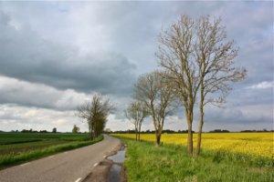 koolzaadvelden bij Thezinge (Groningen)