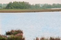 Grassen in het water