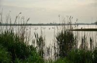 Zwanenmeer