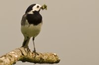 Witte Kwikstaart, Oostvaardersplassen, Witte Kwikstaart