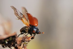 Jonge meikever stijgt op