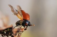 Jonge meikever stijgt op, mijn tuin in Almelo, Gerda Maurer