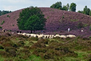 Schapen helpen de natuur in het Nationaal Park Veluwezoom