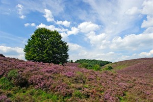 Het glooiende landschap wordt paars in augustus en september