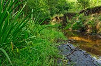 Meanderende Leuvenumse Beek