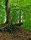 Statige bomen sieren de oevers van de Leuvenumse Beek