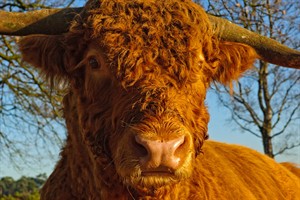 Schose Hooglander in het natuurgebied Deelerwoud