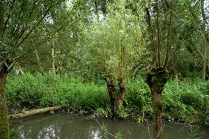 Het gebied is dagelijks onder invloed van stromende rivierwater.