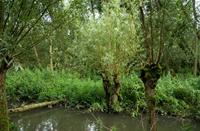 Het gebied is dagelijks onder invloed van stromende rivierwater.