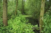 Biesbosch komt tot leven