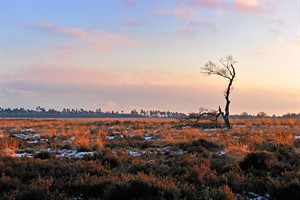 Deelerwoud in de koude maanden.