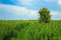 Wildgroei langs de slingerende paden, Korendijkse Slikken