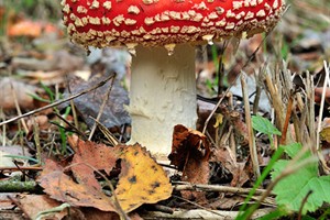 Herfst, tijd voor paddestoelen. Vliegenzwam.