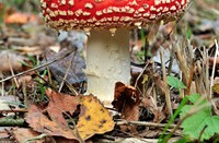 Herfst, tijd voor paddestoelen. Vliegenzwam.