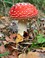 Herfst, tijd voor paddestoelen. Vliegenzwam.