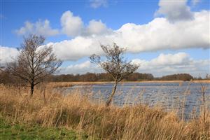 Rietvelden bepalen het beeld