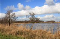 Rietvelden bepalen het beeld