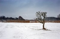 Donkere dagen in Amterdamse Waterleidingduinen