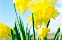 Narcissen op een zonnige lentedag