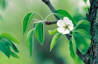 Meer bloesems