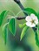 Meer bloesems