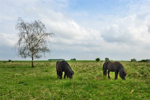 Pony's mogen vrij grazen in de Dintelse Gorzen