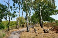 Wandelpaden lopen over de paraboolduinen met fraaie uitzichten