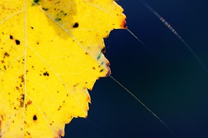 Herfstkleuren...