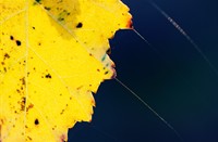 Herfstkleuren...