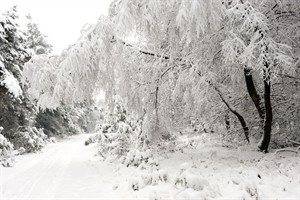 Takken met dikke laag sneeuw...