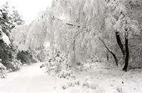 Takken met dikke laag sneeuw...