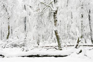 Bossen zijn volledig wit ankzij een laag sneeuw