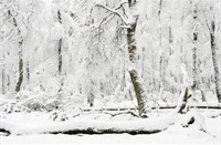Bossen zijn volledig wit ankzij een laag sneeuw