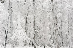 Witte bossen in het Nationaal Park Veluwezoom