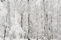 Witte bossen in het Nationaal Park Veluwezoom