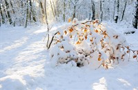 Mooie gele kleur van de zon op het sneeuw