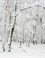 Bossen waren bijna volledig besneeuwd.