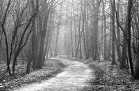 Het Staelduinse Bos in de mist, Het Staelduinse Bos