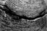 Nog een closeup van een stam, Het Staelduinse Bos